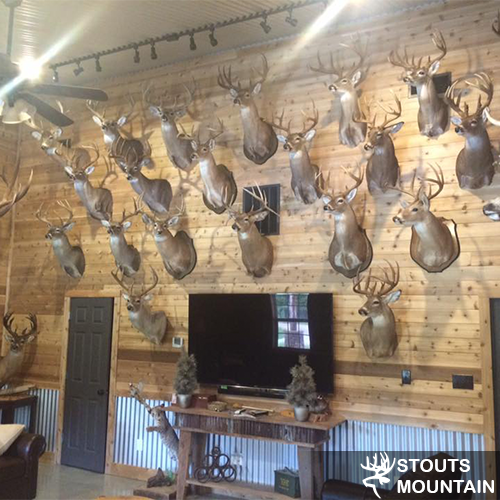 wall of antlers